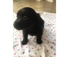 Female Black Lab Puppy for sale - 2