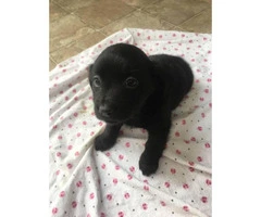 Female Black Lab Puppy for sale - 3