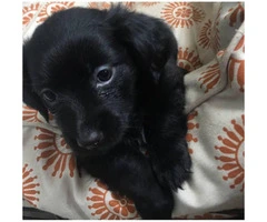 Female Black Lab Puppy for sale - 4