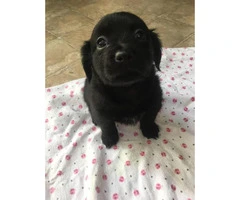 Female Black Lab Puppy for sale - 5