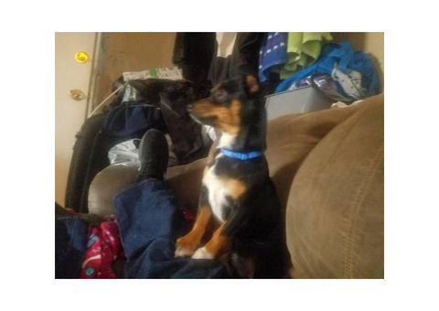 8 month old Jack Chi Male Puppy