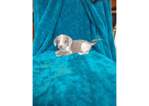 Male mini Dachshund Puppy