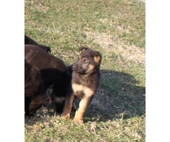 Easily trained German Shepard Puppies to a good home - 2