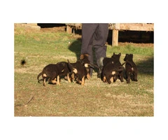 Easily trained German Shepard Puppies to a good home - 4