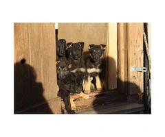 Easily trained German Shepard Puppies to a good home - 5