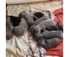 Beautiful and cuddly cane corso puppies - 1