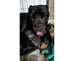 Beautiful and cuddly cane corso puppies - 2
