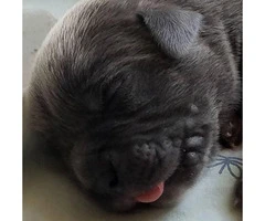 Beautiful and cuddly cane corso puppies - 4