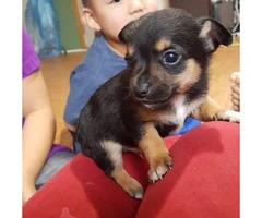 2 month old chihuahua puppies looking for forever homes