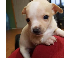 2 month old chihuahua puppies looking for forever homes - 3
