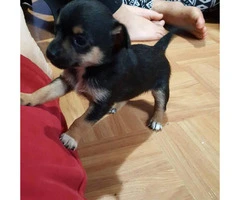 2 month old chihuahua puppies looking for forever homes - 4