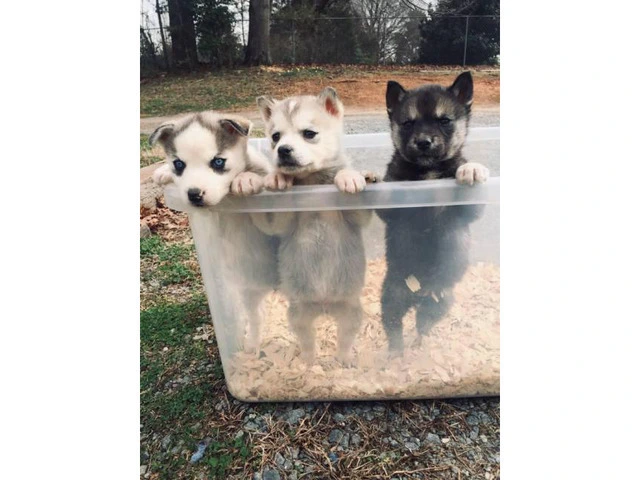 Sweet husky puppies ready for their new homes