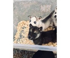 Sweet husky puppies ready for their new homes - 2