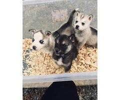Sweet husky puppies ready for their new homes - 4