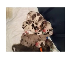 Beautiful great dane puppies $800 - 2