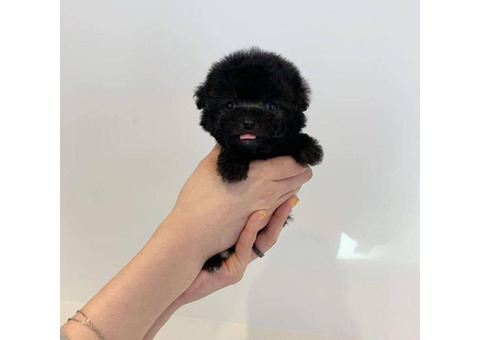 One Male toy poodle puppy