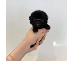 One Male toy poodle puppy