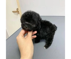 One Male toy poodle puppy - 3