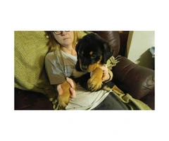 3 boy with 2 girl full blooded rottweiler puppies