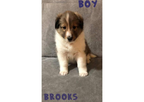 3 mahogany sable purebred male shetland sheepdogs available