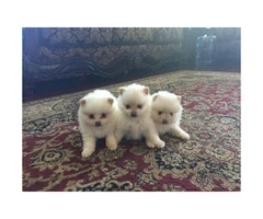 3 cute female Pomeranians