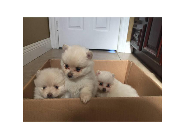 3 cute female Pomeranians in Sacramento, California - Puppies for Sale