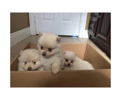 3 cute female Pomeranians - 2