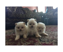 3 cute female Pomeranians - 3