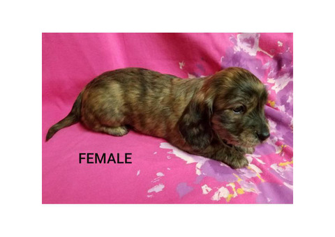 AKC mini longhair Dachshund puppies