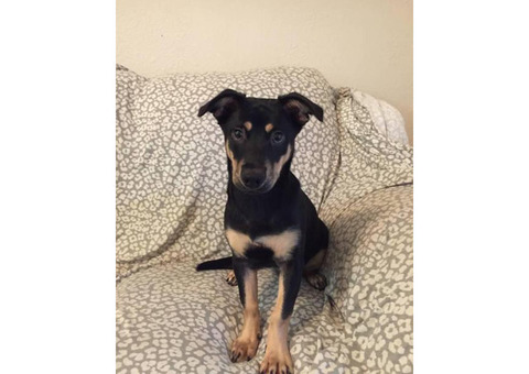 7 months old Miniature Pinscher Puppies