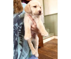 Cute and friendly Lab puppies for sale