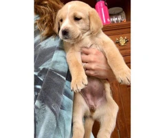 Cute and friendly Lab puppies for sale - 2