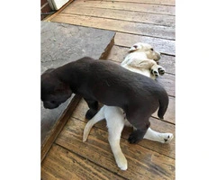 Cute and friendly Lab puppies for sale - 4