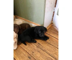 Cute and friendly Lab puppies for sale - 5