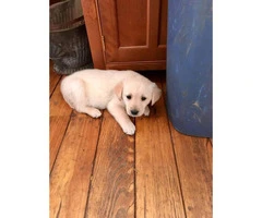 Cute and friendly Lab puppies for sale - 6