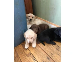 Cute and friendly Lab puppies for sale - 7