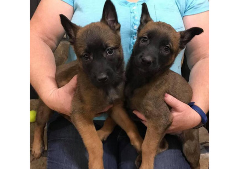 Belgian Malinois pups are ready to go