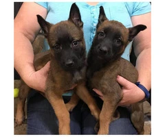 Belgian Malinois pups are ready to go