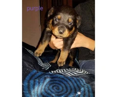 2 months old Rottweiler puppies available for rehoming - 1