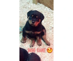 2 months old Rottweiler puppies available for rehoming - 4