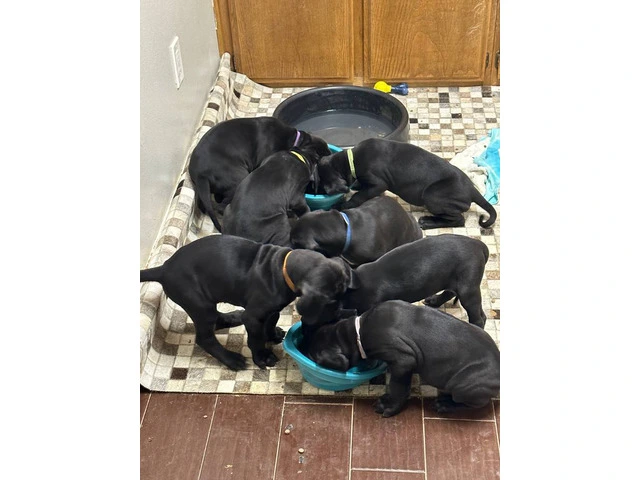 Purebred mantle Great Dane Puppies for sale - 1/10