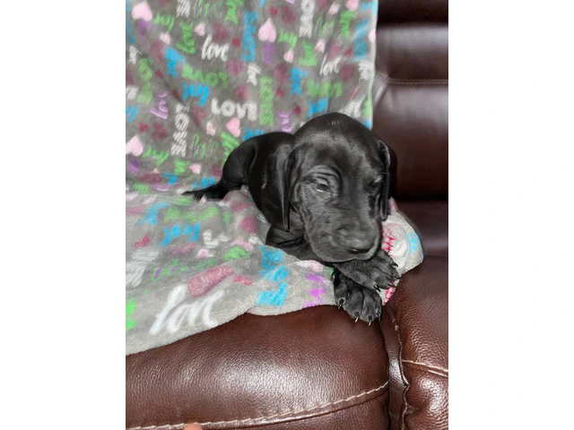 Purebred mantle Great Dane Puppies for sale - 3/10