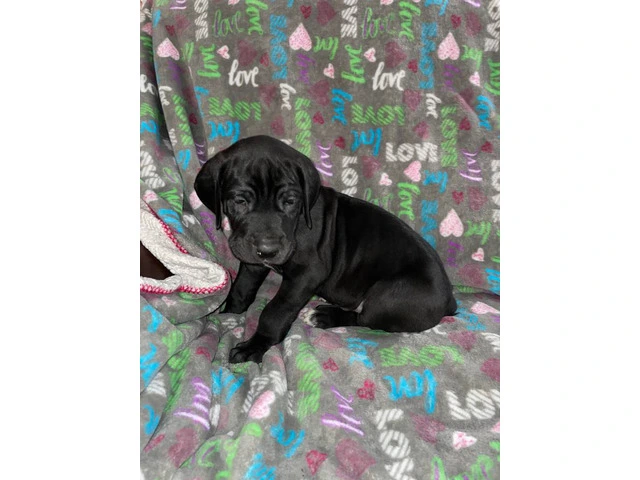 Purebred mantle Great Dane Puppies for sale - 4/10