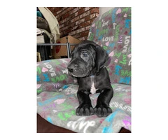 Purebred mantle Great Dane Puppies for sale - 5