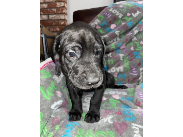 Purebred mantle Great Dane Puppies for sale - 6/10