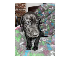 Purebred mantle Great Dane Puppies for sale - 6