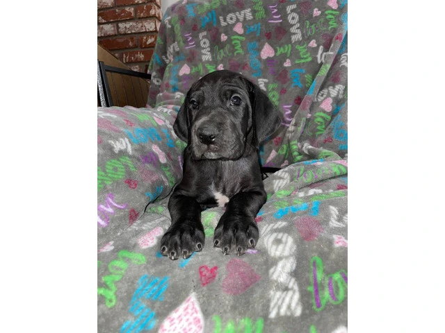 Purebred mantle Great Dane Puppies for sale - 7/10