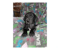 Purebred mantle Great Dane Puppies for sale - 7