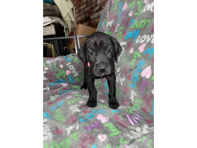 Purebred mantle Great Dane Puppies for sale - 8/10