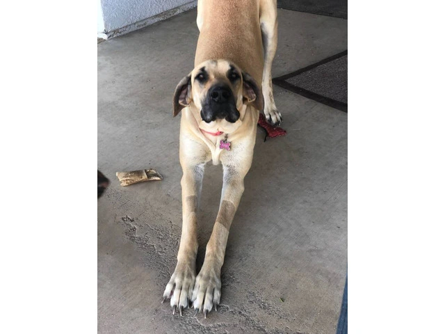 Purebred mantle Great Dane Puppies for sale - 9/10